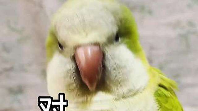 最燃夹子音