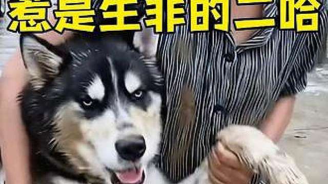在村里到处惹事的二哈，主人看了都摇头！