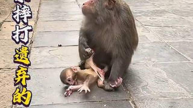 被母亲摔打遗弃的小猴子，遇到善良的救助者