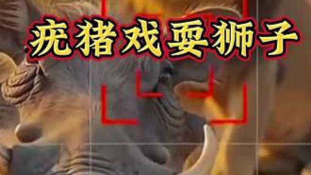 万万没想到 草原狮子竟被疣猪戏耍