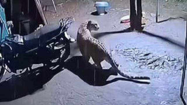 这狗也算是躲过一劫了