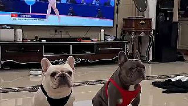 这两只法斗太可爱了，还会模仿练体操