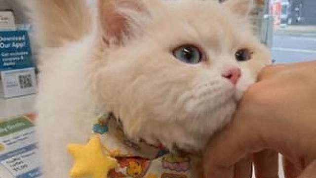 小猫咪为什么会蹭你？