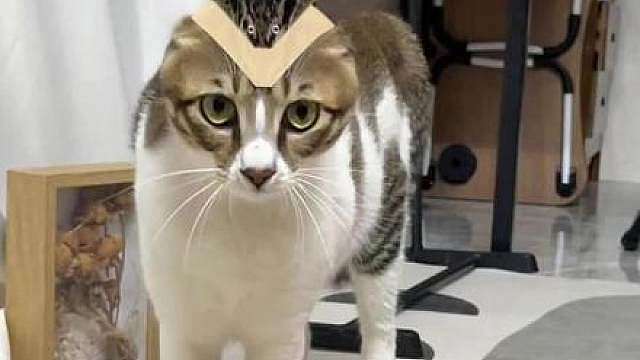 猫咪心理学上的微动作