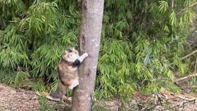 看看你们的猫咪