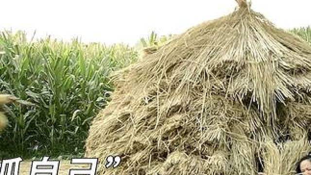 影视解说