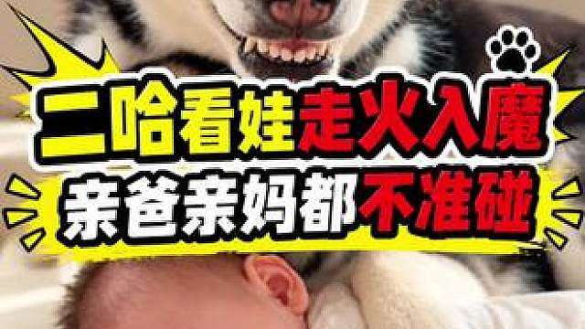 二哈看娃走火入魔谁都不准靠近，亲妈也不行