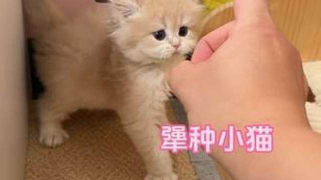 天塌了，我好像养到犟种小猫了！ 牛角包小时候呆呆的多么乖巧啊，长大后怎么这么犟啊