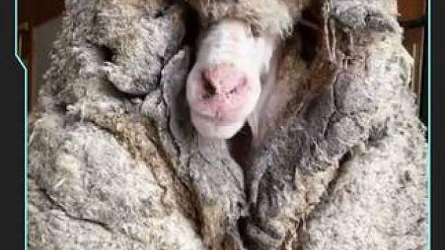 为什么要定时给羊剪毛？不剪不行吗？
