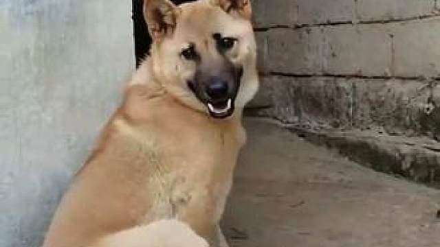 这是本村最靓的狗，不但长得帅舞姿还优美