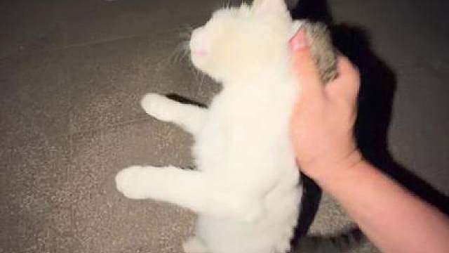这只猫，性格好到让我无语