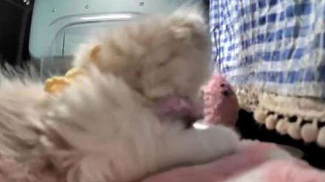 小流浪只能自己一只猫玩… 小不点目前情况良好，非常乖，知道猫屋是她的家不会乱跑。有看到很多想要领养的朋友，我在这里说一下情况：软件是街猫，猫屋名是“八分”，最近因为热度有很多有爱心的朋友都在去看小不点，也一直投粮（从视频可以看到粮已经快要比小不点还高了），然后大家有想领养的可以在猫友圈看守护人发布的领养信息，按要求填问卷，因为小猫是因为得病被遗弃的，所以再挑选领养人的时候会更加谨慎一点，防止被二次