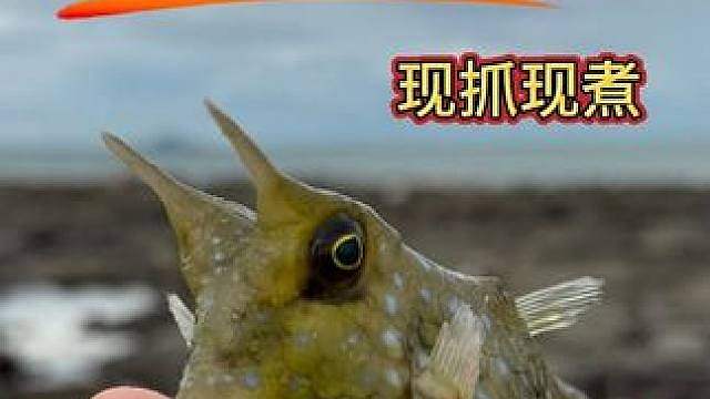 海边的海底捞火锅，现抓现吃