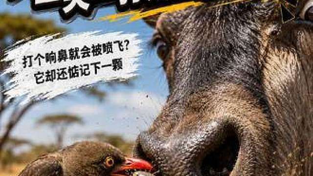 盘点动物迷惑行为