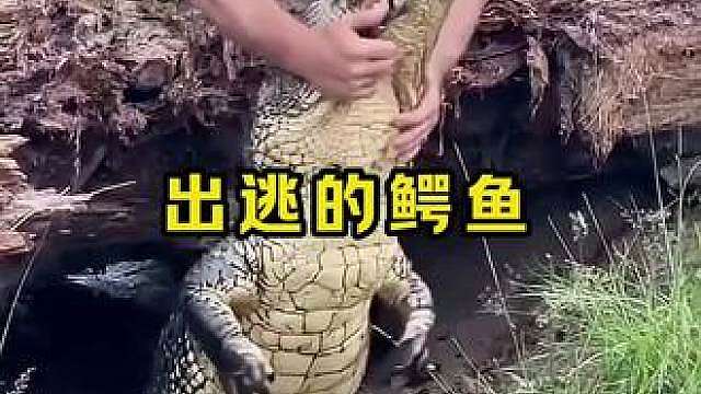 抓捕出逃的鳄鱼