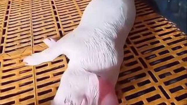 这样的猪还能要吗