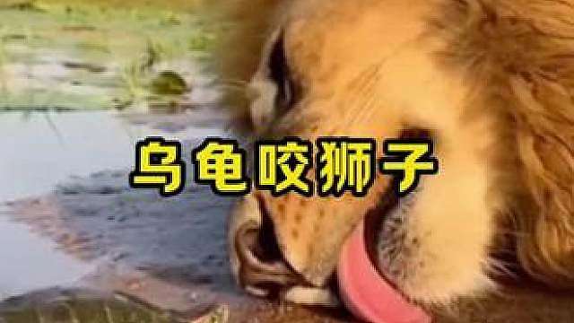 雄狮来河边喝水被乌龟咬住了舌头