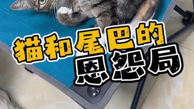 猫和尾巴的恩怨局，最后受伤的竟是铲屎官 猫和尾巴从来不是一个生物，闹矛盾还殃及无辜