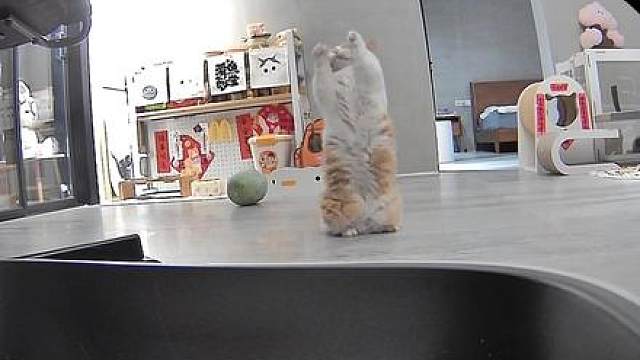 自己拜来的猫粮就是香