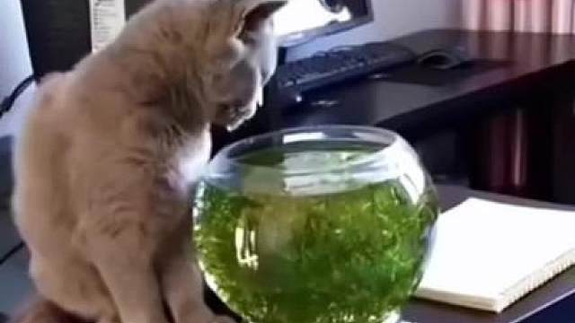 猫的心思都是写在脸上的