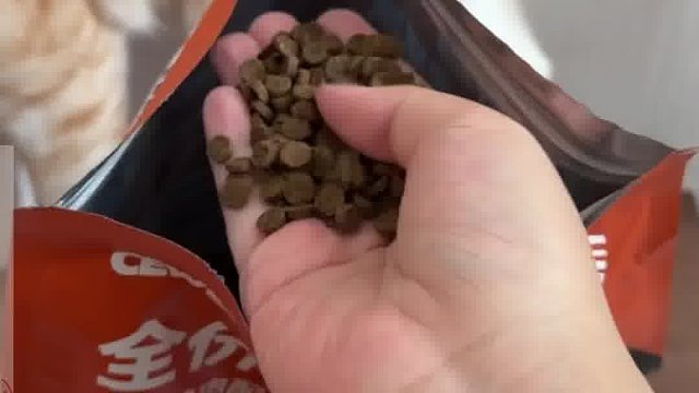 劝告养猫家庭，别继续喂这种猫粮