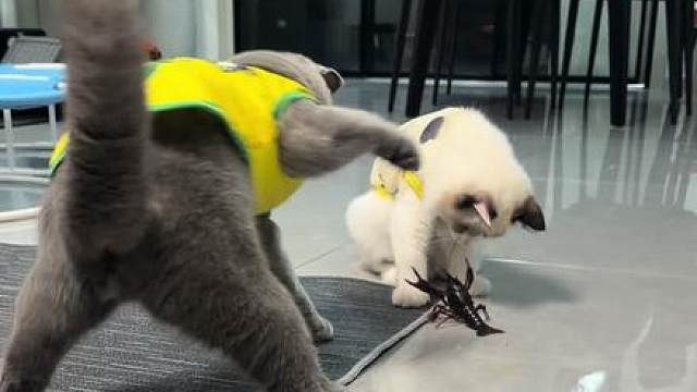 龙虾这辈子也没想到会被一只猫打的啪啪响吧 #