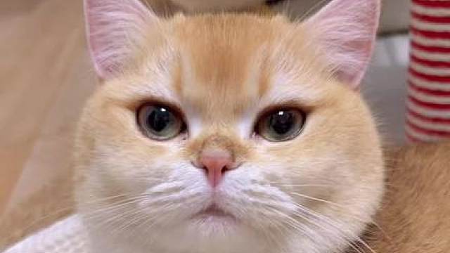 姨姨们你们每天困不困啊 春困秋乏，姨姨们，咪怎么每天都睡不醒呢