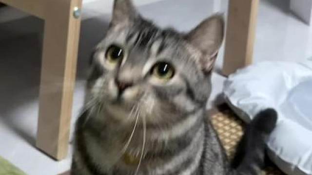 原来小猫还会主动给主人起名字 难怪六六每次见到我，开口第一句都是对着我叫 哇昂？
