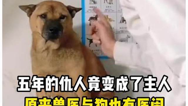 五年的仇人竟变成了主人，原来兽医和狗也会 （cr:被狗骂五年的兽医)