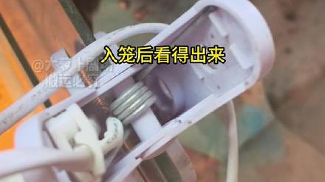 大小鹌鹑混养会互啄吗