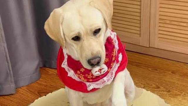 狗：老登我要生一个三千块钱的小病！