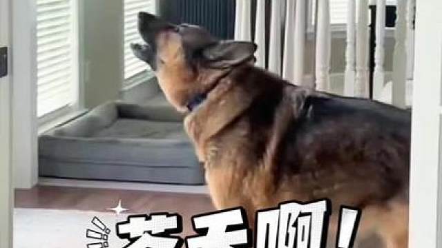 汪汪：到底是退役了还是没退啊