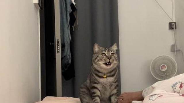 你们家小猫也会不让你出门吗？