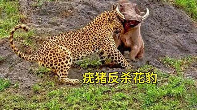 花豹抄了疣猪窝，利用小蓬蓬设下圈套，要将疣猪一网打尽