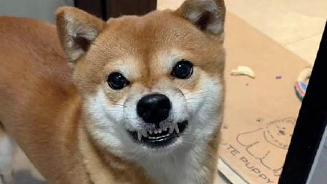 这种黄不拉叽的小狗谁要？