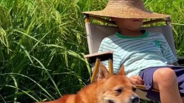 宠物那么多，为什么只有狗狗天生喜欢人类？
