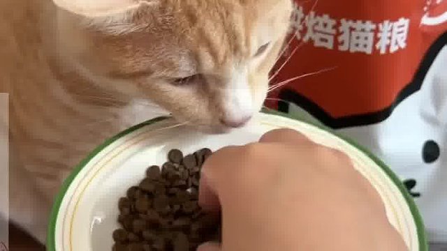 劝告养猫人，不要再喂这种猫粮