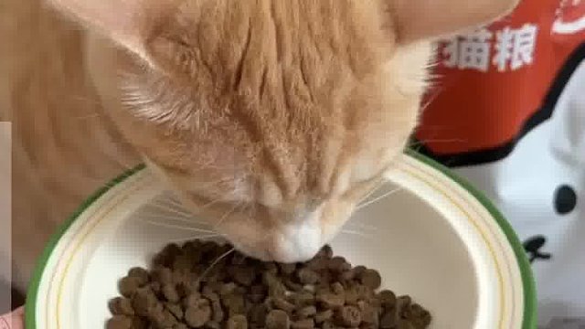 劝告各位铲屎官，不要再喂这种猫粮
