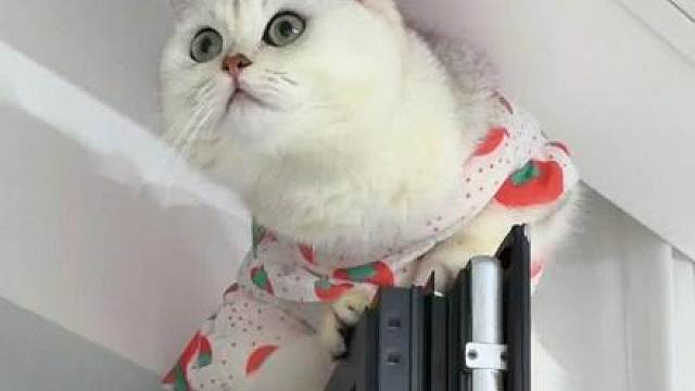会飞的猫上房揭瓦 还记得小时候走路 后腿外八的小奶猫吗？现在长大了会飞啦都不知怎么上去的就不下来，完全不理睬我各个深藏不露啊……