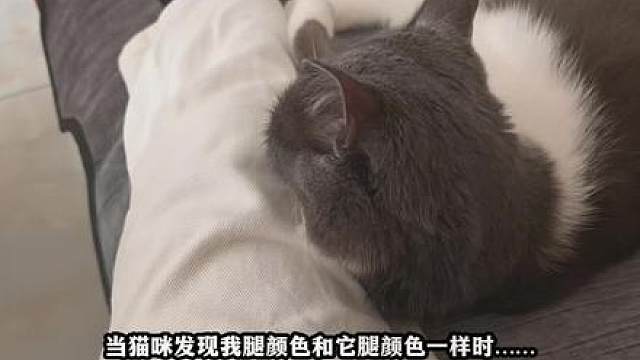 猫儿的迷惑行为……