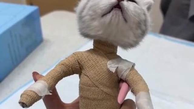朋友花3万买的猫，他家里嫌太掉毛了，不让养就给我了，结果我刚到家的第一天…