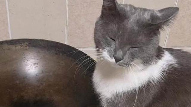 :人，给咪炒碗牛奶……