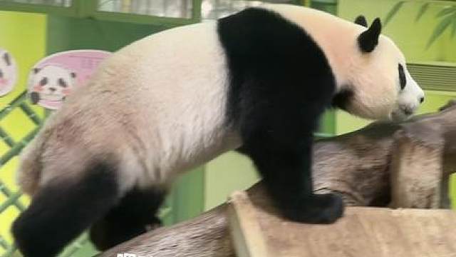 猪：又是哪个想偷我