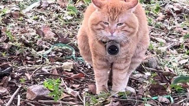 大脸猫出恭了