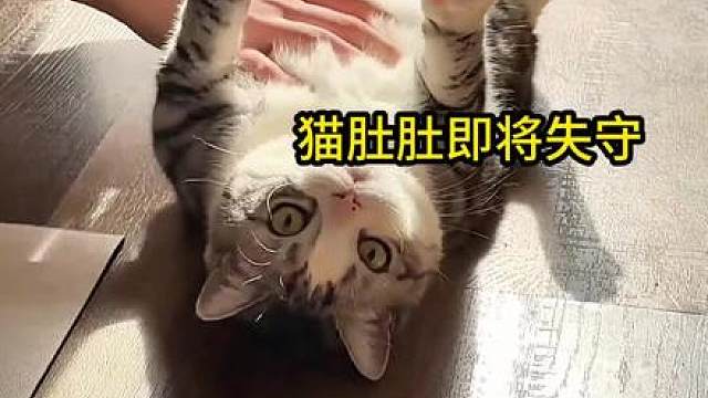 小猫的肚肚即将失守！