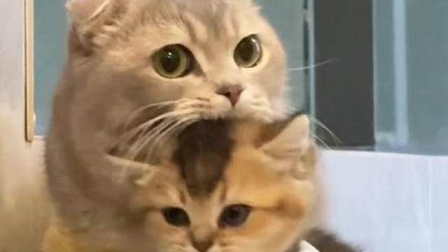 阔腿裤小猫 扎马步