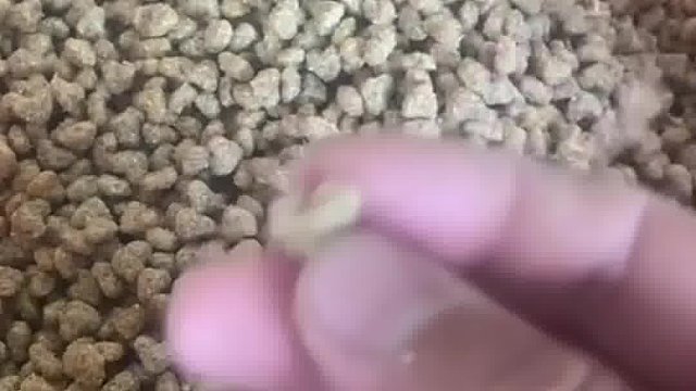 养狗人快自查，选狗粮要慎重