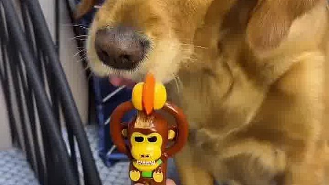 金毛：下次狗才会信你！