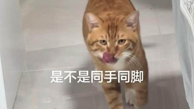 暴走橘猫
