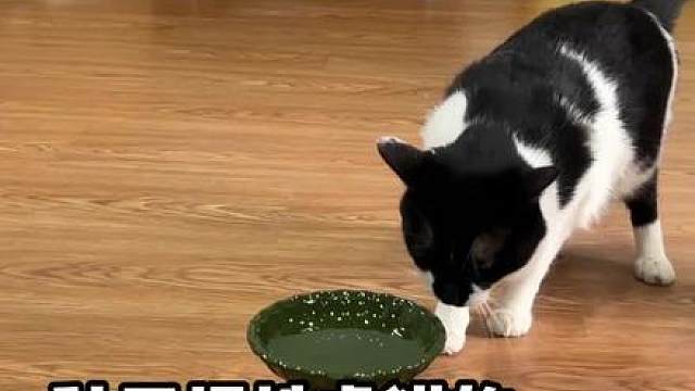 秋天养猫，八种危险行为